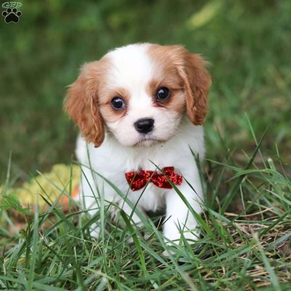 Goofy, Cavalier King Charles Spaniel Puppy